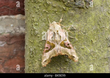 Winkel-Farbtöne auf glatte Rinde eines Baumes. Stockfoto
