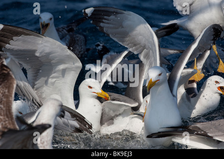 Silbermöwen (Larus Argentatus) jagen und kämpfen für Essen nach einem Fischerboot, Mittelmeer, Frankreich Stockfoto