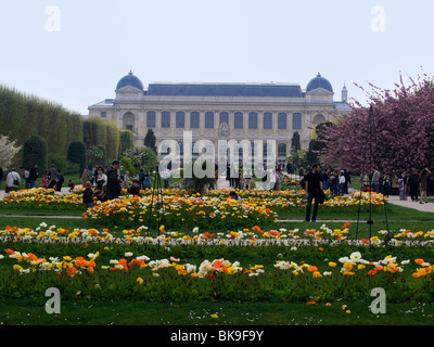 Botanischer Garten, Jardin des Plantes, mit Mohn, Alpine Mohn (Papaver Alpinum), Paris, Frankreich, Europa Stockfoto