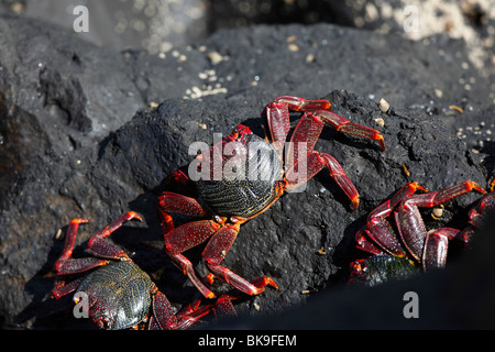 Rote Felsen Krabben, La Palma, Kanarische Inseln, Spanien Stockfoto