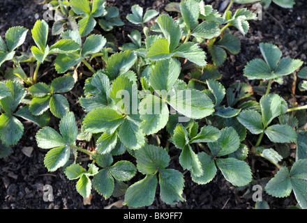 Erdbeere Gartenpflanzen. Stockfoto