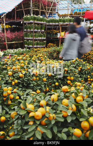 Kumquat (Kumquat) Bäume zum Verkauf an Flower Market für Chinese New Year, Mongkok, Kowloon, Hong Kong, China Stockfoto