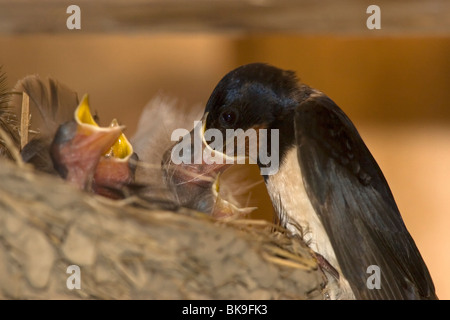 Fütterung der jungen Rauchschwalbe (Hirundo Rustica) Stockfoto