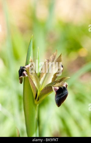 Witwe Iris, Hermodactylus Tuberosa, blüht im Frühjahr Stockfoto