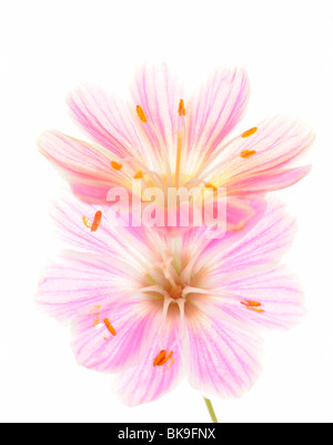 Rosa Lewisia (Lewisia Cotyledon) Stockfoto
