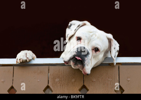 Weiße Boxer suchen über einen Zaun Stockfoto