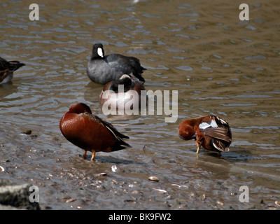 Enten. Petrol / Zimt Stockfoto