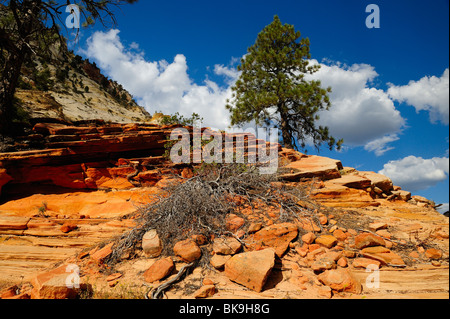 Gelb-Kiefer wächst auf einer Klippe im Zion Nationalpark, Utah, USA Stockfoto