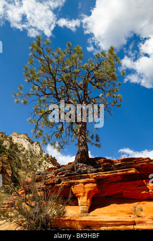 Gelb-Kiefer wächst auf einer Klippe im Zion Nationalpark, Utah, USA Stockfoto