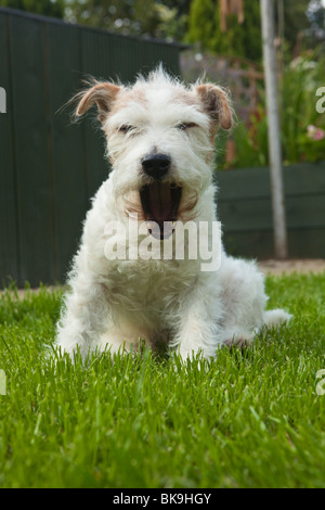 Ein langes Fell Haustier Jack Russell Terrier Gähnen in der Sonne Stockfoto