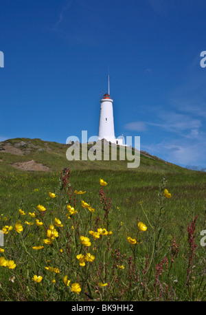 Sommer am Leuchtturm Reykjanesviti auf einem Hügel mit gelben Buttercup Blumen im Vordergrund, die Halbinsel Reykjanes in Island, pt Summer Blue Sky Stockfoto