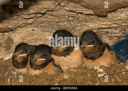 Junge Rauchschwalben in einem Nest (Hirundo Rustica) Stockfoto