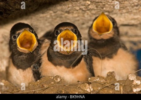 Junge Rauchschwalben in einem Nest (Hirundo Rustica) Stockfoto