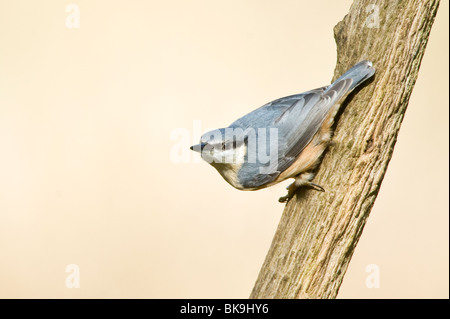 Thront Kleiber ergriffen bei der The Lodge RSPB Reserve in Bedfordshire Stockfoto