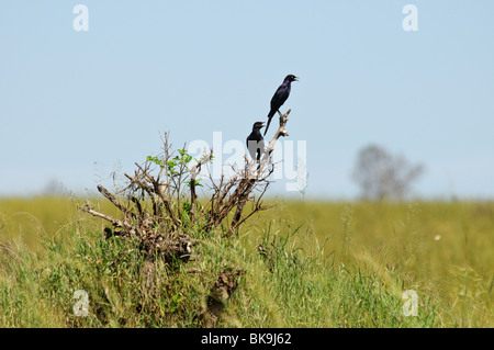 Ein paar von Rueppell Glanzstare Glossy-Stare Purpuropterus Anzeige in einem Busch Stockfoto