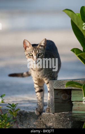 Eine Katze liegt am Rande eines Marina Docks auf der Insel Isla Mujeres in der Nähe von Cancun, Mexiko Stockfoto