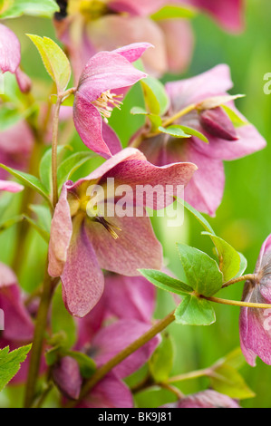 Rosa Nieswurz Blüte bei The Eden Project in Cornwall Stockfoto