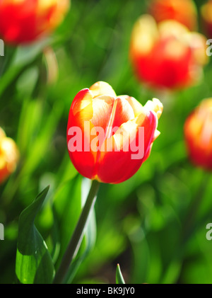 Tulipa VEUVE JOYEUSE Stockfoto