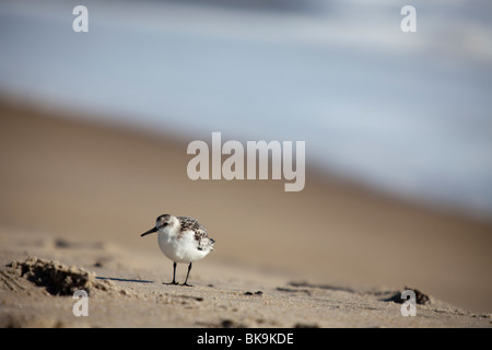 Ein kleiner Vogel Futter für Lebensmittel auf Assateague Island National Seashore in Chincoteague, Virginia. Stockfoto