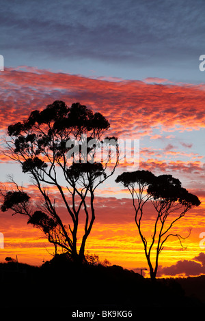 Sonnenuntergang und Gum Tree, Binalong Bucht, Bucht von Bränden, östlichen Tasmanien, Australien Stockfoto