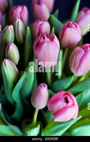 Eine Reihe von rosa Tulpen Stockfoto