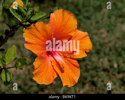 Goldene Hibiskus in voller Sonne mit Schatten der Staubblätter auf den Blütenblättern Stockfoto