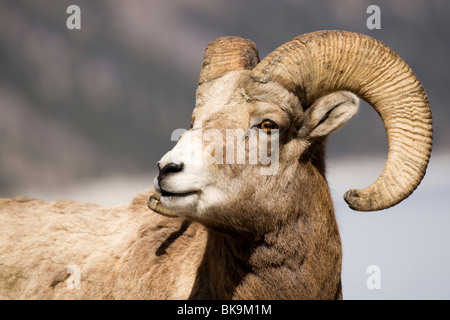 Ein Portrait eines jungen Rocky Mountain Schafes. Stockfoto