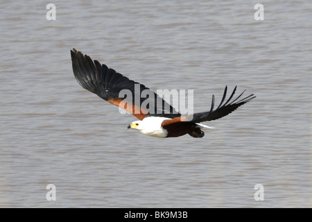 Afrikanisch, Fisch, Adler im Flug, Flug über Wasser, Kruger Park, Südafrika Stockfoto