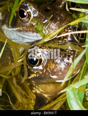 Gemeinsamen Frosch Rana Temporaia im Teich Lancashire UK. Stockfoto