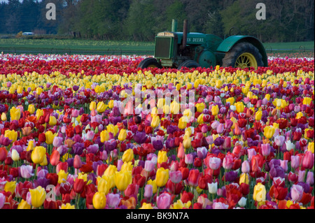 Bereich der Tulpen, Blumen und John Deere Traktor Stockfoto