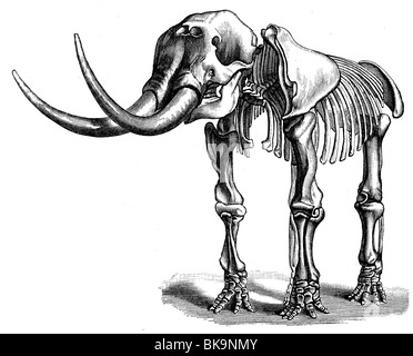 Mastodon Giganteus Skelett Stockfoto
