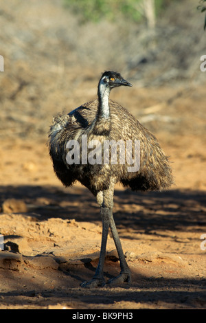 Emu (Dromaius Novaehollandiae), Western Australia, Australien Stockfoto