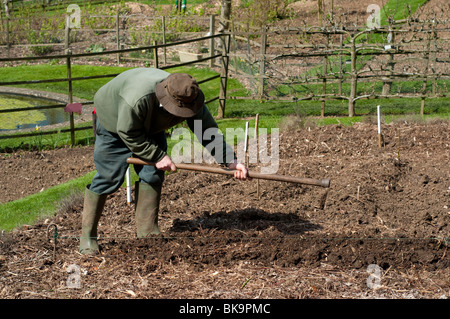 Kopf Gärtner Vorbereitung einen Graben zu Pflanzen Pflanzkartoffeln bei Painswick Rokoko-Garten in Cotswolds Stockfoto