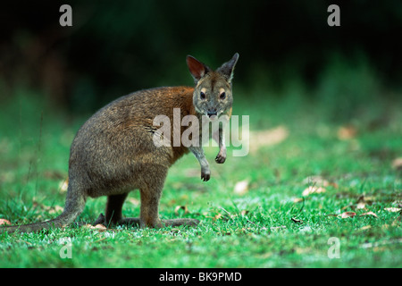 Red-necked Pademelon (Thylogale Thetis), Lamington Nationalpark, Queensland, Australien Stockfoto