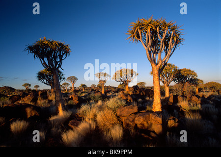 Köcherbaumwald (Aloe Dichotoma), Abend-Stimmung, Gariganus Farm, in der Nähe von Keetmanshoop, Namibia, Afrika Stockfoto