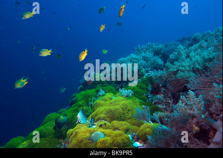 Riff Malapascua vielfältig vielseitig Multiplex-Leben am Riff Fische Seestern Seeigel unter Wasser Unterwasser Tauchen Taucher Tauchen natu Stockfoto