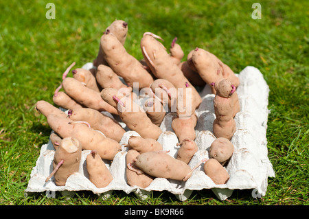 Pink Fir Apple Pflanzkartoffeln in einem Karton Ei Fach bereit für die Bepflanzung Stockfoto