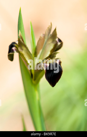 Witwe Iris, Hermodactylus Tuberosa, blüht im Frühjahr Stockfoto