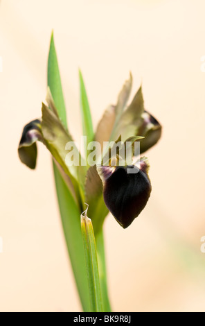 Witwe Iris, Hermodactylus Tuberosa, blüht im Frühjahr Stockfoto