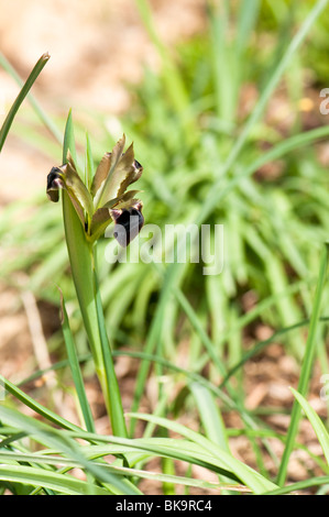 Witwe Iris, Hermodactylus Tuberosa, blüht im Frühjahr Stockfoto