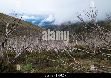 Verbrannte Schnee Zahnfleisch regenerieren auf Mt Feathertop Stockfoto