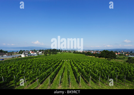 Blick über Weinberge, Reichenau, Baden-Württemberg, Deutschland Stockfoto