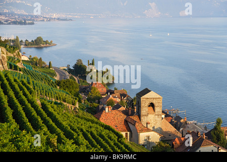 Blick über Weinberge und Saint-Saphorin, Genfer See, Lavaux, Kanton Waadt, Schweiz Stockfoto