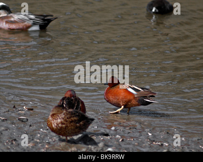 Enten. Petrol / Zimt Stockfoto