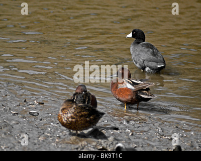 Enten. Zimt-blaugrün, Blässhuhn Stockfoto