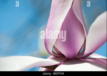 Magnolia Campbellii Blume. Großbritannien Stockfoto