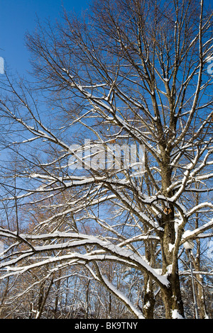 Äste mit Schnee bedeckt Stockfoto
