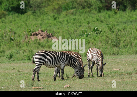 Eine Gruppe von drei gemeinsamen Zebras Equus Quagga Weiden Stockfoto