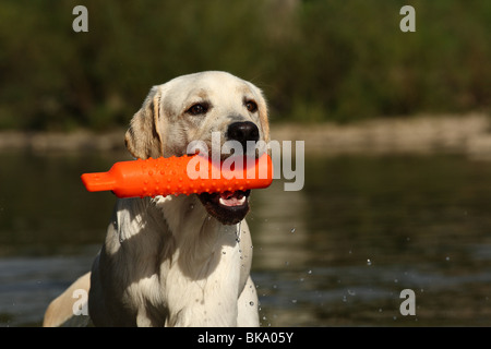 junger Labrador Retriever Stockfoto