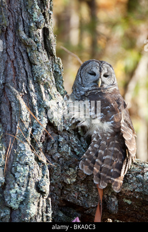 Diese Streifenkauz bei Pocomoke River State Park in Maryland ist unter der Obhut des National Park Service. Stockfoto